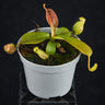 Nepenthes mapuluensis x trusmadiensis