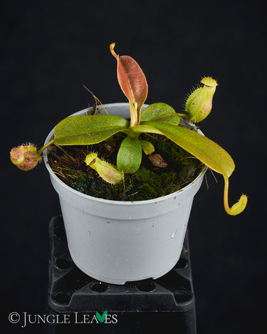 Nepenthes mapuluensis x trusmadiensis