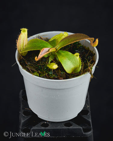 Nepenthes mapuluensis x veitchii