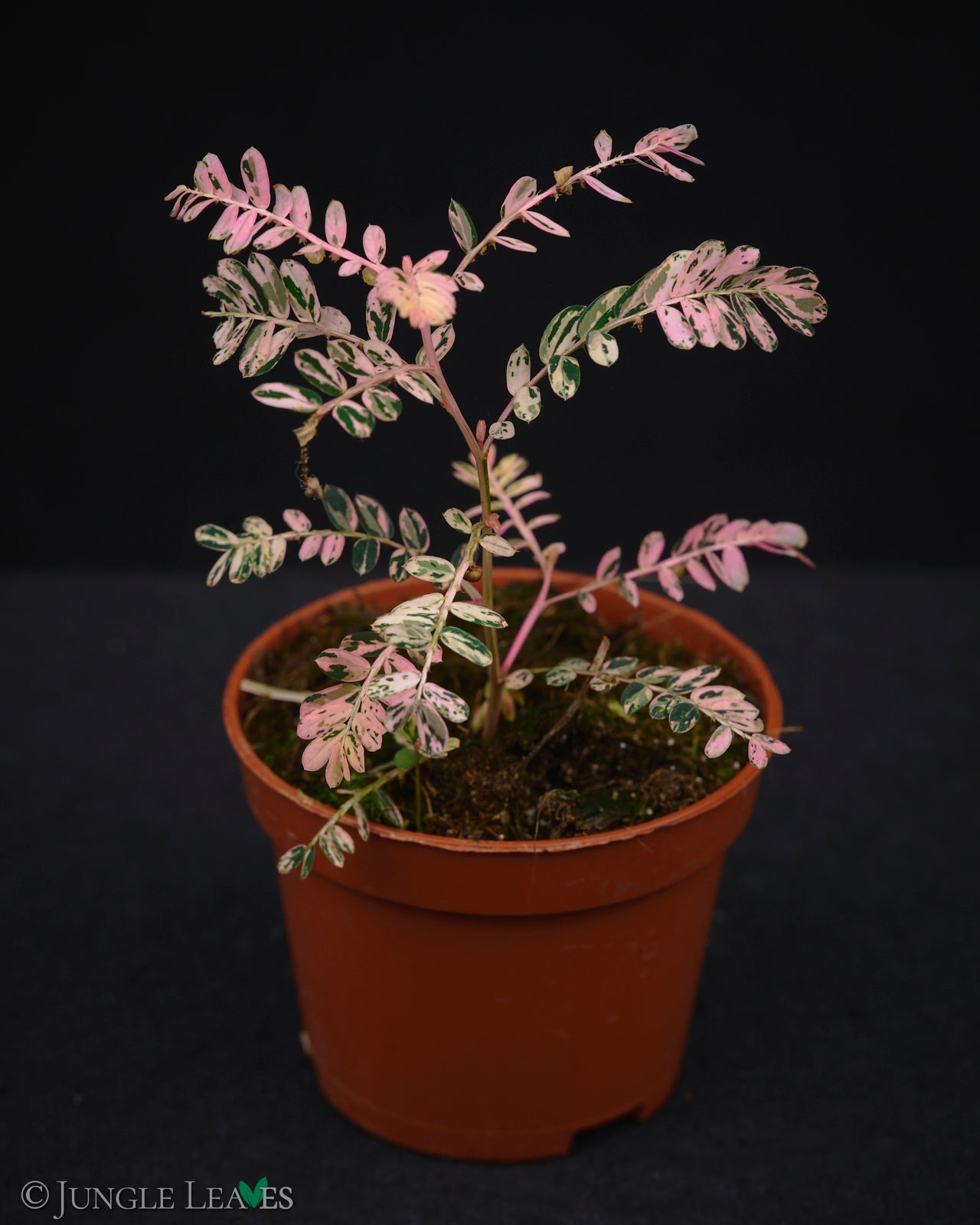 Phyllanthus urinaria 'Variegata' – Jungle Leaves