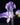 Plectranthus hilliardiae