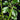 Plectranthus hilliardiae