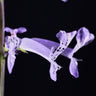 Plectranthus hilliardiae