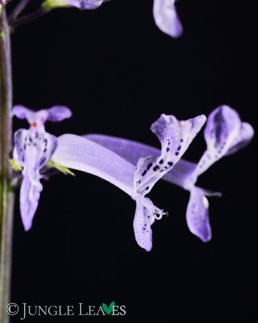 Plectranthus hilliardiae