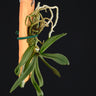 Schoenorchis secundiflora