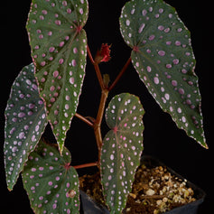 Terrarienbegonien