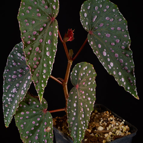 Terrarienbegonien
