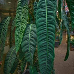 Monstera, Philodendron & Co.