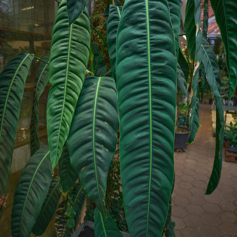 Monstera, Philodendron & Co.