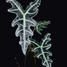 Alocasia, Colocasia & Co.