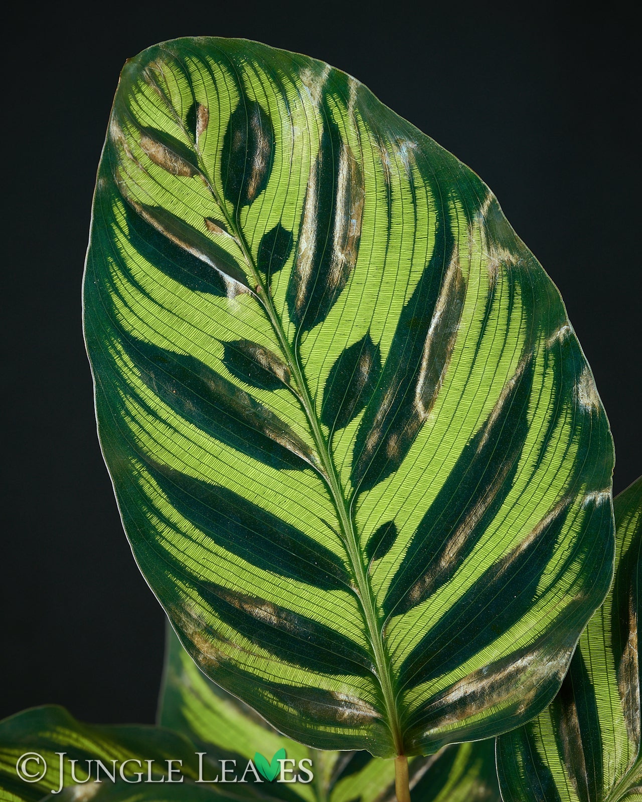 Josefia intricata (Aridarum sp. 'Perisai') €34.99 - Jungle Leaves