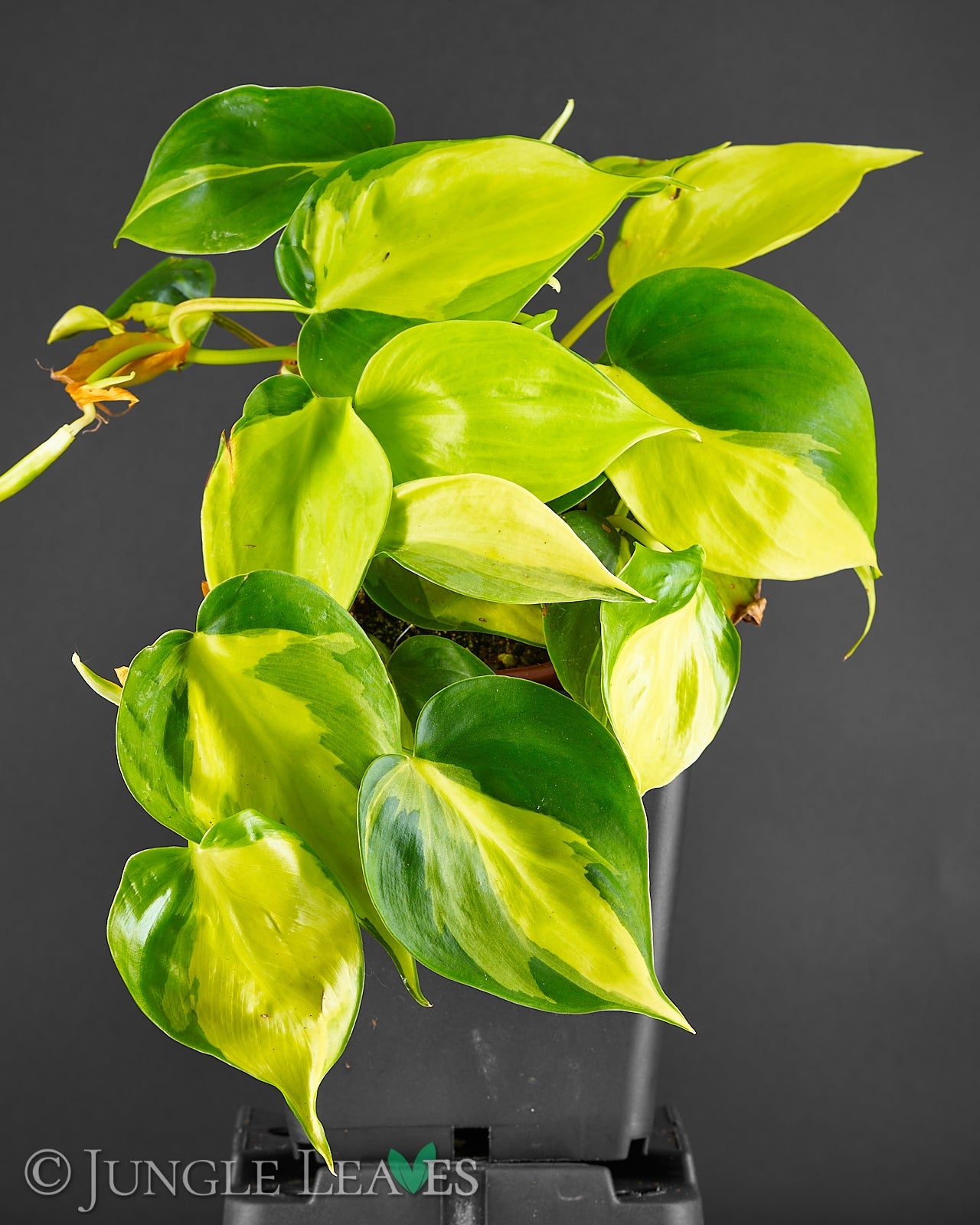 Culcasia rotundifolia – Jungle Leaves