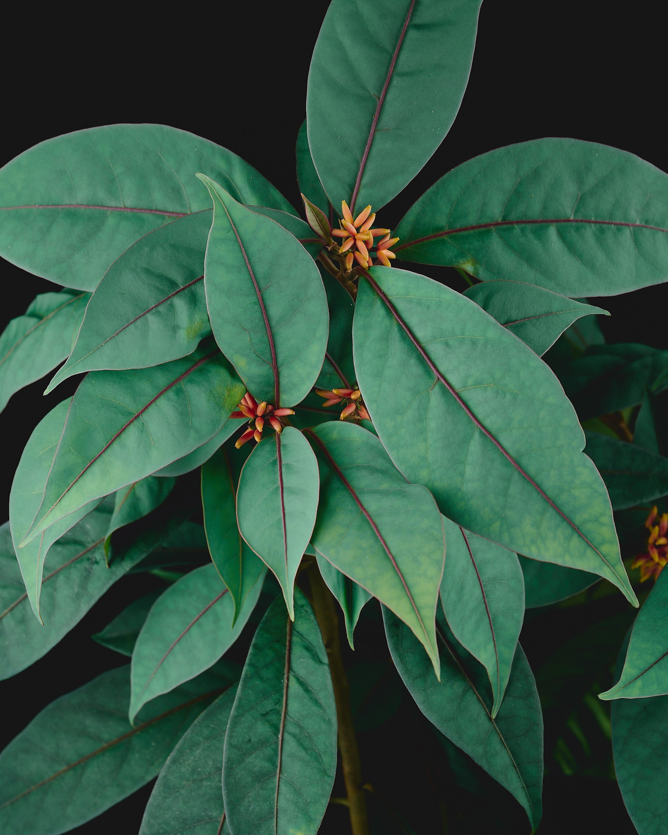 Aglaonema pictum 'Tricolor' – Jungle Leaves