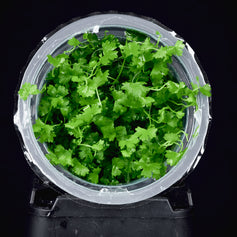 in Vitro