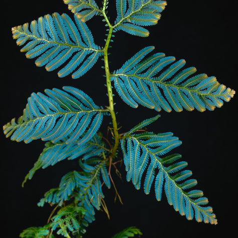 Moosfarne (Selaginella)