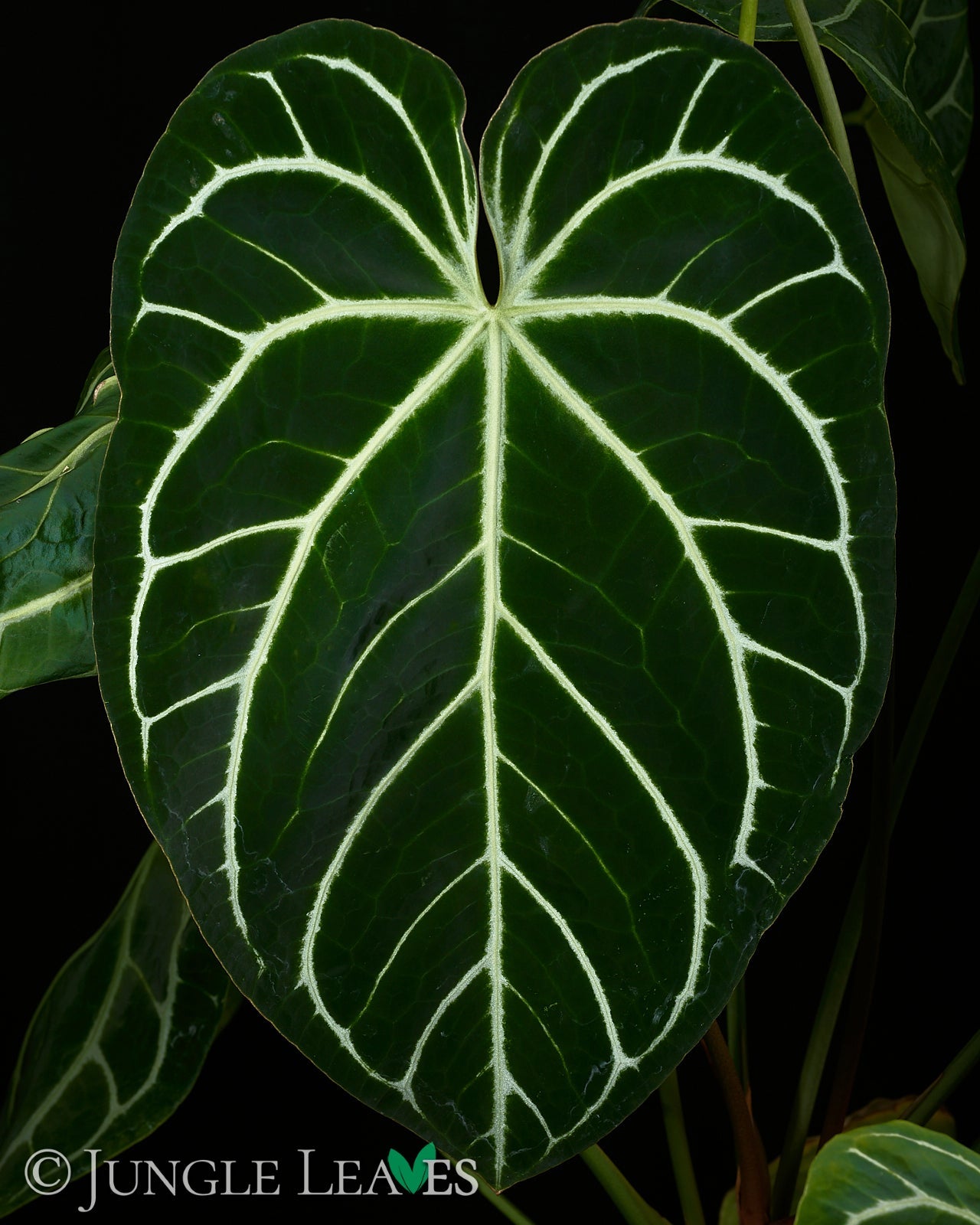 Cryptocoryne striolata €19.99 - Jungle Leaves