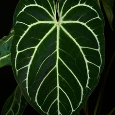 Anthurium