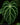 Anthurium