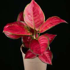 Aglaonema & Spathiphyllum