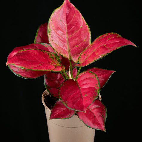 Aglaonema & Spathiphyllum