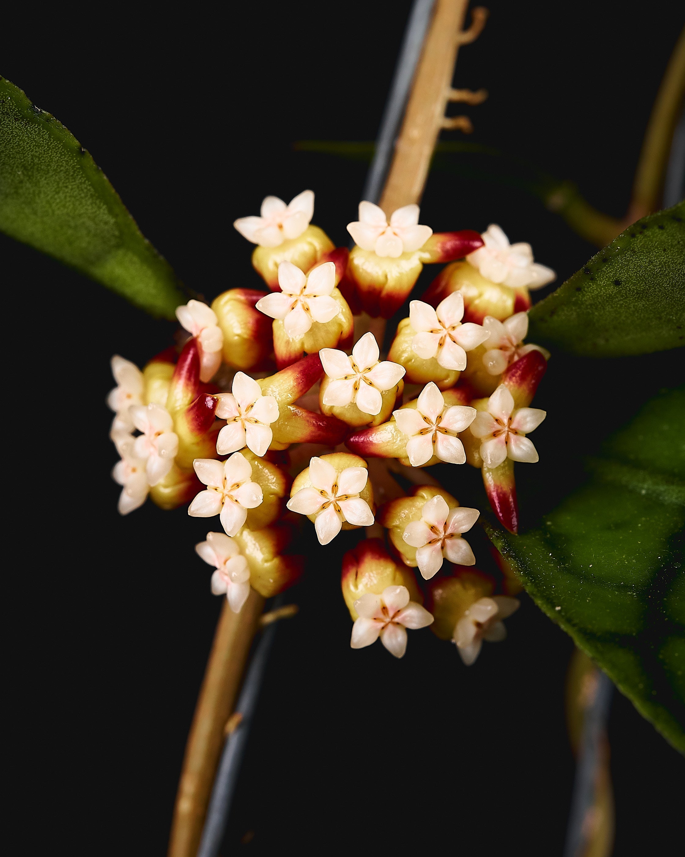 Culcasia rotundifolia – Jungle Leaves