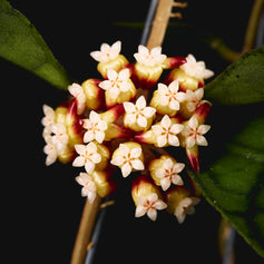 Hoya (Wachsblumen) & Dischidia
