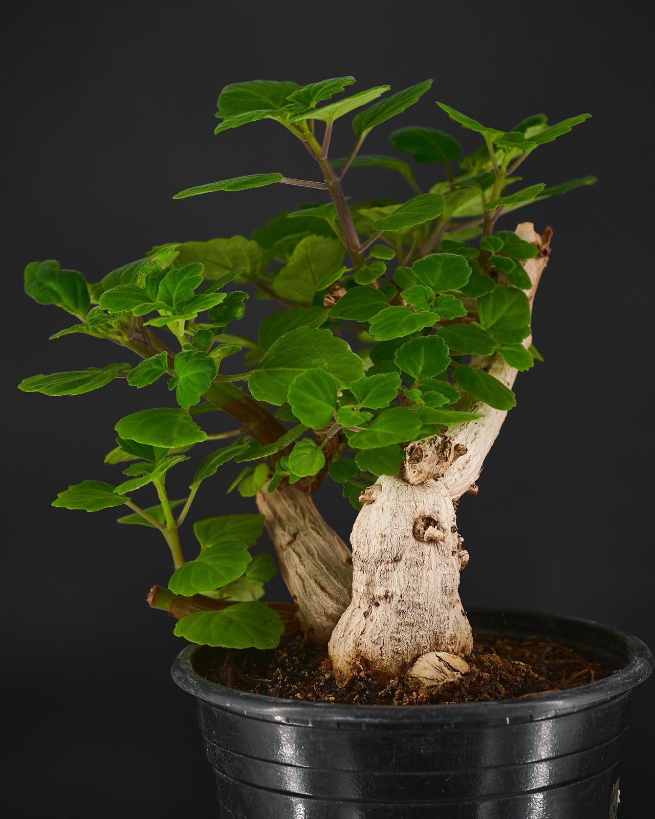 Cryptocoryne striolata €19.99 - Jungle Leaves