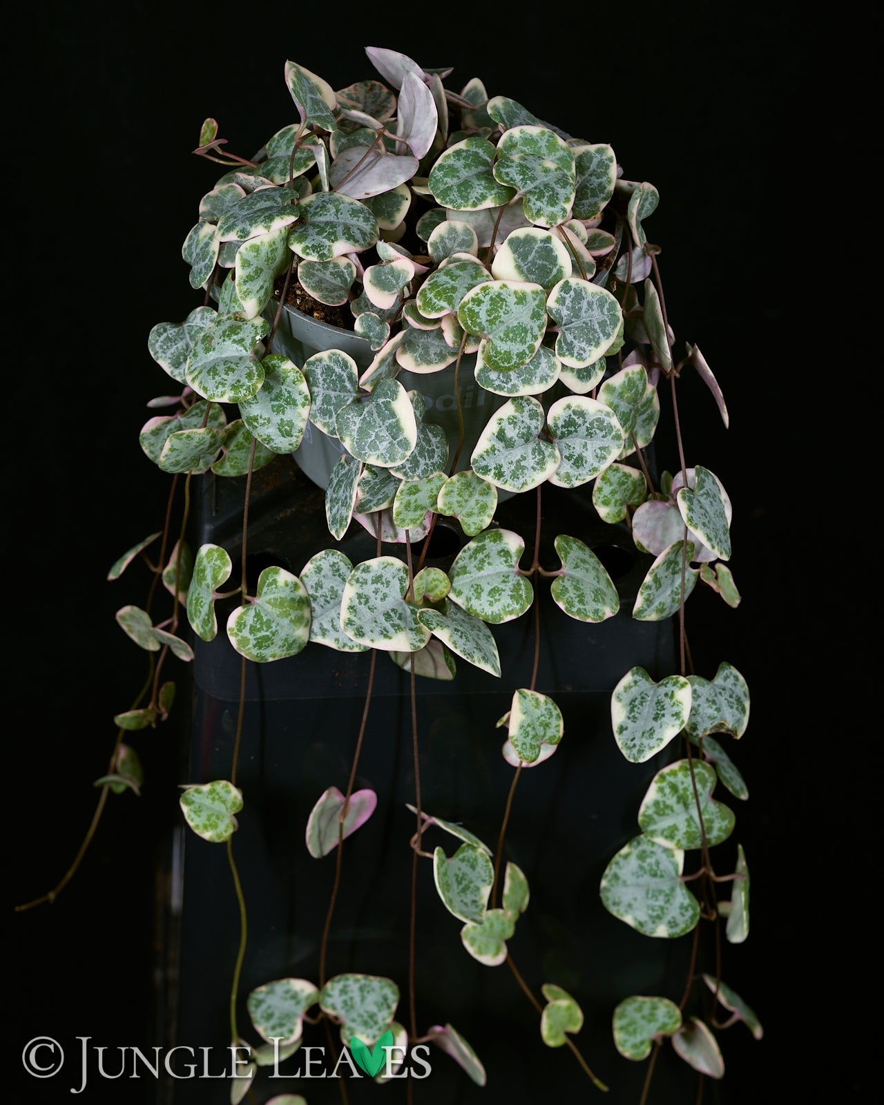 Culcasia rotundifolia – Jungle Leaves