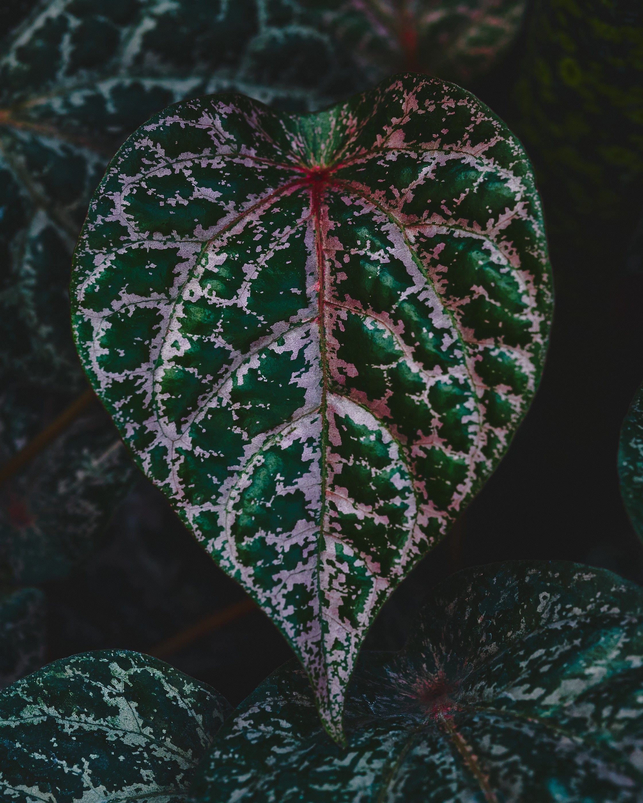 Cryptocoryne striolata €19.99 - Jungle Leaves