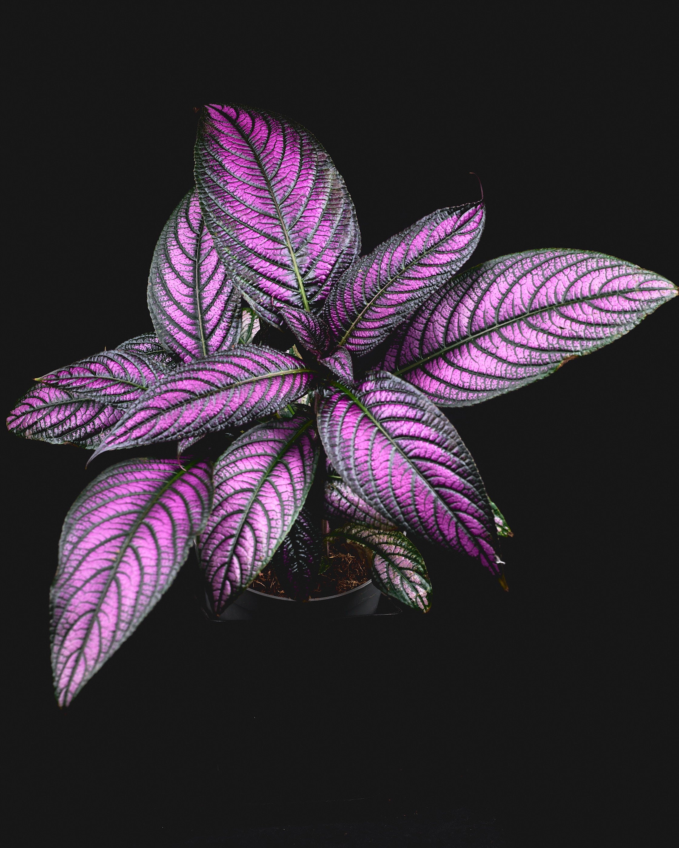 Josefia intricata (Aridarum sp. 'Perisai') €34.99 - Jungle Leaves