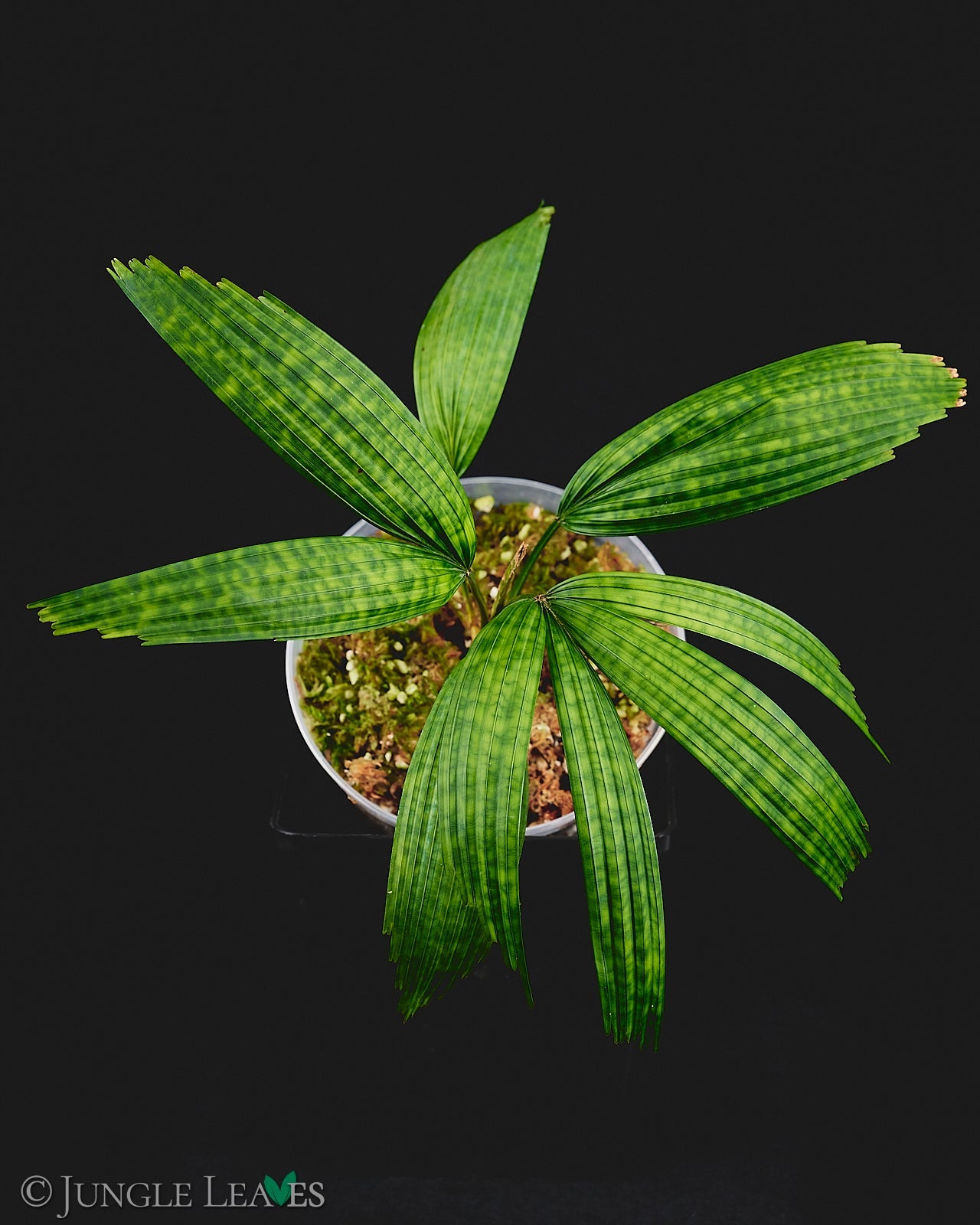 Culcasia rotundifolia – Jungle Leaves