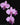 Phalaenopsis Sogo Vivien 'SOGO F858'