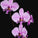 Phalaenopsis Sogo Vivien 'SOGO F858'