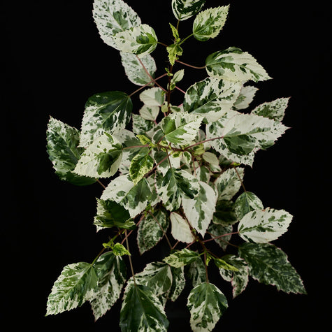 Variegata (panaschierte) Zimmerpflanzen