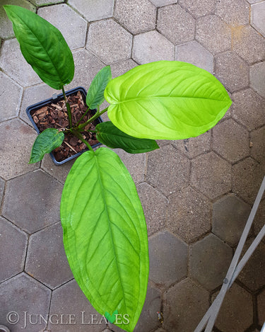 Syngonium schottianum
