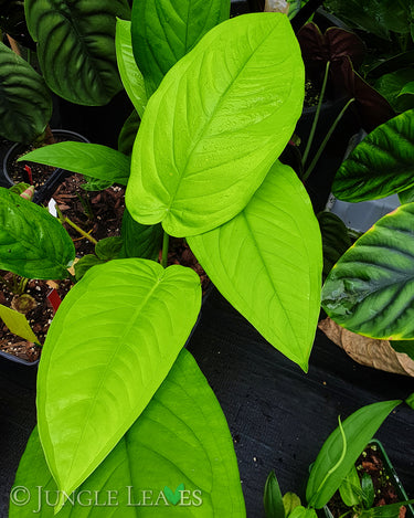 Syngonium schottianum