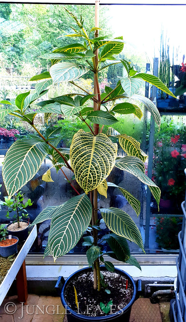 Sanchezia speciosa (Feuerfinger)