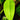 Syngonium schottianum