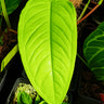 Syngonium schottianum