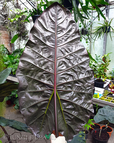 Alocasia Yucatan Princess