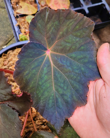 Begonia 'Taconite'