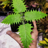 Urtica ferox