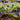 Urtica ferox