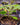 Urtica ferox