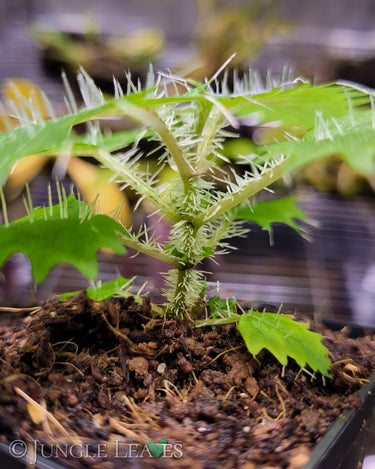 Urtica ferox