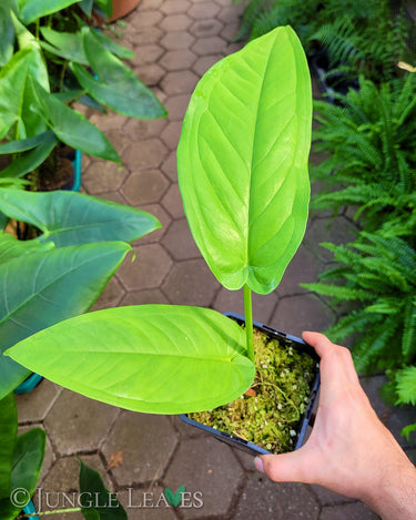 Syngonium schottianum