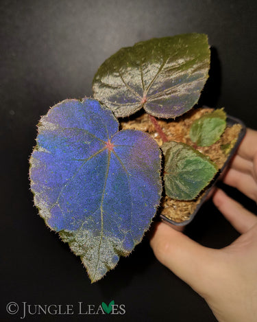 Begonia 'Taconite'
