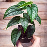Monstera siltepecana