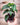 Monstera siltepecana