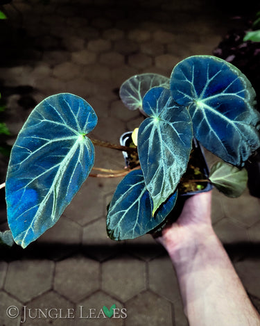 Begonia burkillii 'Dark Form'